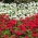 Geranio blanco y rojo - semillas de 2 variedades de plantas con flores. - 