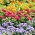 Flossflower, garden zinnia and persian zinnia - seeds of 3 flowering plants' varieties