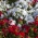Rød og hvit storblomstret petunia - frø av 2 blomstrende planters varianter - 