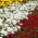 スカーレットセージ、大輪ペチュニア、マリーゴールド -  3つの開花植物の種の種 -  - シーズ