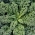 BIO Kale "Westlandse Herfst" - semințe organice certificate - 