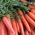 Carrot "Cubic" - late variety, easy to sow