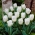 Laagblijvende witte tulp - Greigii wit