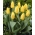 Tulipe jaune a croissance basse - Greigii jaune