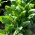 Spinazie - Parys F1 - Spinacia oleracea L. - zaden