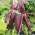BIO 붉은 길쭉한 부엽토 - 유기농 종자 인증 - Beta vulgaris - 씨앗