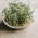 BIO Biji yang disemburkan - Mustard - Benih organik yang disahkan - Brassica juncea