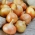 BIO - หัวหอม "ความหนาแน่น 5" - เมล็ดอินทรีย์ที่ผ่านการรับรอง - 500 เมล็ด - Allium cepa L.