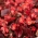 بغونية حمراء مزهرة وأوراق حمراء (بيجونيا ليفية) - Begonia semperflorens - ابذرة