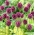 Runde purre - Allium rotundum - 3 stk.; lilla-blomstrede hvidløg