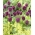 Leek dengan kepala bundar - Allium rotundum - 3 pcs; bawang putih berbunga ungu - 
