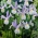 Iris olandese "Silvery Beauty" - 10 pezzi
