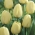 Tulipán blanco cremoso - ¡Paquete grande! - 50 pcs.