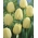 Creamy-white tulip - Large Pack! - 50 pcs.