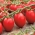Cüce tarla domatesi 'Lambert' - orta erken, püreler için önerilen son derece verimli çeşittir -  Lycopersicon esculentum - Lambert - tohumlar