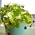 Mini Garden - stroberi liar - untuk budidaya di balkon dan teras -  Fragaria vesca - biji