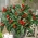 Hot pepper "Yvona" - odporúčané pre pestovanie balkónov - Capsicum L. - semená