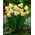 Daffodil "Cum Laude" - 5 pcs.