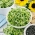 Idud - seemned - Harilik päevalill - 100 grammi - Helianthus annuus