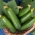 Salata de castravete "Lawina" - pentru cultivare în sere -  Cucumis sativus - Lawina - semințe