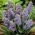 Grape hyacinth Muscari "Fantasy Creation" - paket 10 buah - 