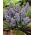 Grape hyacinth Muscari "Fantasy Creation" - paket 10 buah - 
