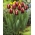 Hoa tulip "Armani" - gói 5 chiếc - 