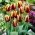 Tulip "Gavota" - 5 ชิ้นแพ็ค - 