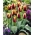 Tulipa "Gavota" - embalagem de 5 unidades - 