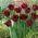 Tulipa "Gorila" - com franjas (Crispa) - pacote de 5 unidades - 