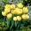 Dobbelt tulipan "Montreux" - 5 stk pakke