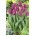Tulipán Carmesí - Príncipe Púrpura - ¡Paquete Grande! - 50 pcs.