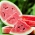 Tikrasis arbūzas - Mini Love - 5 sėklos - Citrullus lanatus