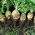 Rutabaga "Nadmorska" - 100g - Brassica napus L. var. Napobrassica - semințe