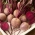 붉은 사탕 무우 뿌리 'Betako F1' -  Beta vulgaris - Betako - 씨앗