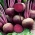 Crvena cikla "Granata F1" - Beta vulgaris - sjemenke