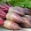 Sfeclă roșie "Opolski" - SEED TAPE - Beta vulgaris var. Conditiva - semințe
