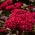 Celosia cristata - Toreador - 360 frø - Celosia argentea cristata