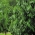 Papaw, obična pawpaw (Asimina triloba) - 5 sjemenki - sjemenke