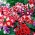 Gloxinia multicolour variasjon mix - 360 frø - 