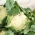Cvjetača "Beta" - bijela - 270 sjemenki - Brassica oleracea L. var.botrytis L. - sjemenke