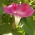 Morning Glory Οι ραβδώσεις σπόροι - Ipomea imperialis - 80 σπόροι - Ipomoea purpurea