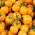 Pomodoro – Joke - arancione - 65 semi - Solanum lycopersicum
