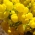 بذور زهرة شبشب - Calceolaria mexicana - ابذرة