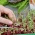 Microgreens - Lapu bietes (mangolds) - 450 sēklas - Beta vulgaris var. vulgaris