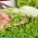 Microgreens - Endiva - folhas jovens com sabor excepcional - 2160 sementes - 