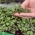 Microgreens  - 红色羽衣甘蓝“猩红色” - 年轻的叶子具有特殊的味道 -  900粒种子 - Brassica oleracea L. var. sabellica L. - 種子