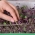 Microgreens - Radish - daun muda dengan rasa yang unik - 255 biji - Raphanus sativus - benih