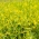 תלתן צהוב מתוק - 1 ק"ג; צהוב מילוט, מילוט מצולע, המילוט הנפוץ - 560000 זרעים - Melilotus officinalis