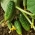 Paprastasis agurkas - Sremski F1 - 100 g - 3500 sėklos - Cucumis sativus